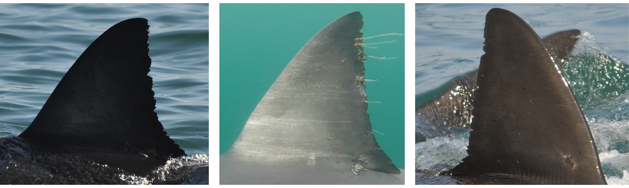 Shark Fins Three images of shark fins; each fin has a smooth, curved side and a jagged, notched side.