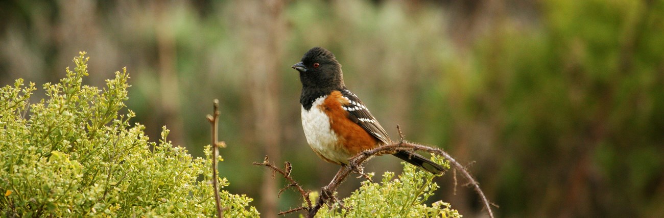 A spotted towhee sits on a branch A black and orange bird sits on a branch