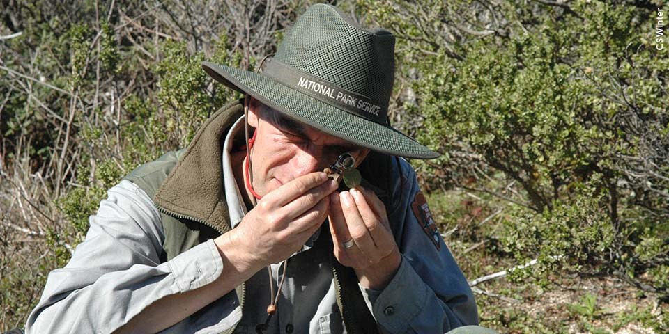 NPS scientist examines plant leaf through magnifying lens.