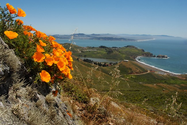 pla_GOGA_28777 Poppies in bloom with a beach in the background