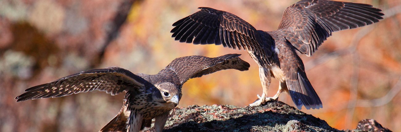 Two juvenile prairie falcon fledglings on a rock with their wings spread
