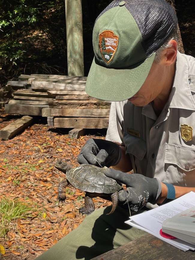 Darren Fong removes tracking device Man in NPS uniform holds a turtle, using a needle-like tool to remove a tracking device.