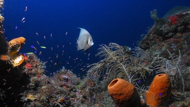 Grey Angelfish A Grey Angelfish swimming over a coral reef