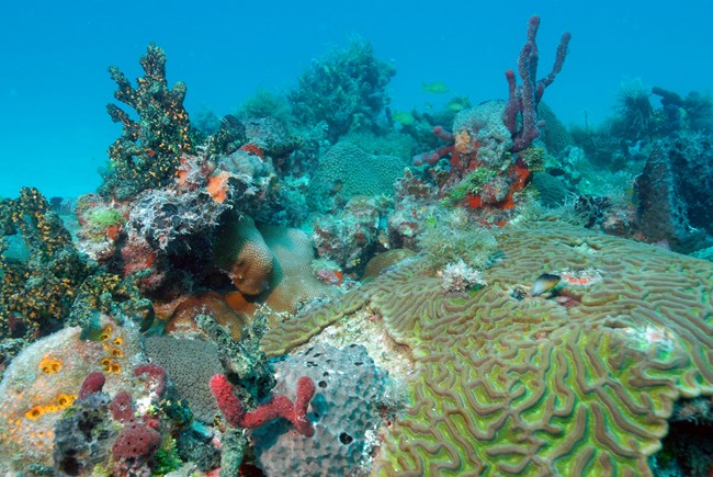 A coral reef habitat in Dry Tortugas National Park.