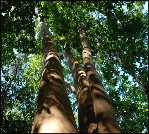 Upland moist forest from below