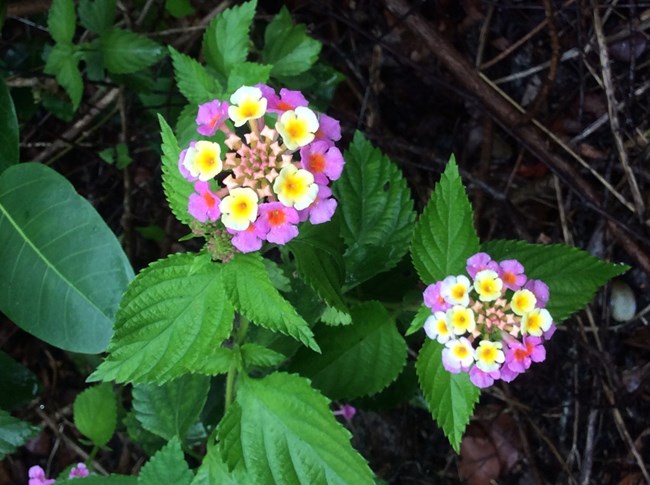 Two lantana plants in bloom beside each other