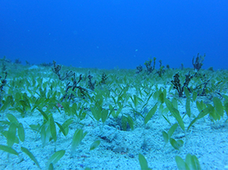 Seagrass canyon floor Seagrass growing on canyon floor