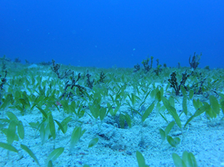 Seagrass (U.S. National Park Service)