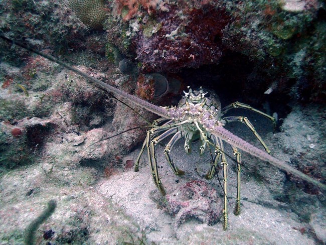 Caribbean spiny lobster (Paniluris argus) at the bottom of a coral reef in Dry Tortugas National Park.