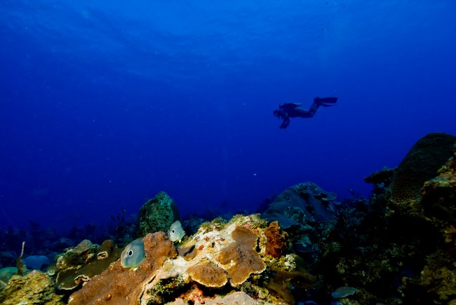Diver navigating to water temperature logger Diver swimming to water temperature logger