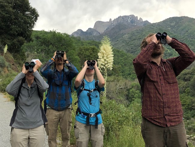 Four people looking toward camera and upward toward the sky with binoculars. Blooming yucca, foothill shrublands, and rugged peak in background.