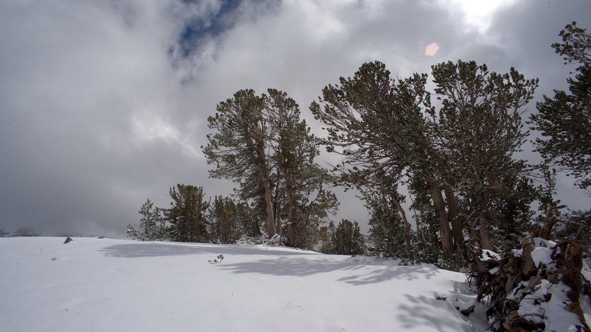 Whitebark pine in Yosemite Whitebark pine trees on a snowy ridge in Yosemite National Park. Photo: copyright Michael Durham