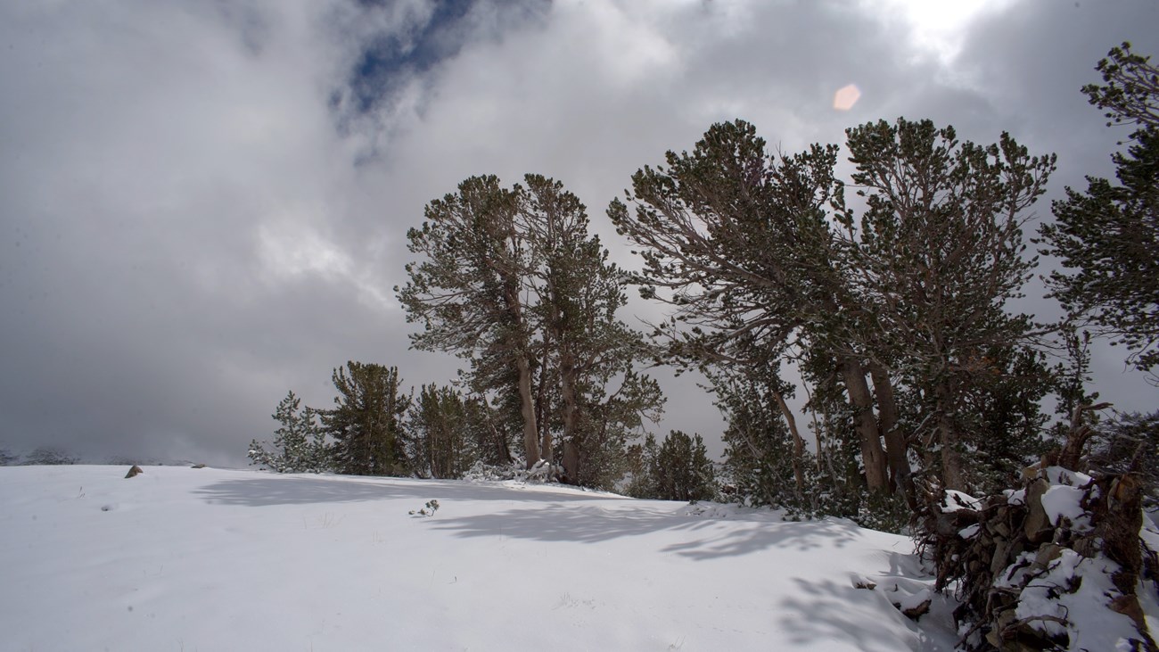 Whitebark pine trees on a snowy ridge in Yosemite National Park. Photo: copyright Michael Durham