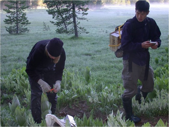 Two field biologists conduct vertebrate surveys. Two field biologists check mammal live traps on a survey route.