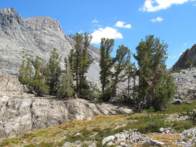A stand of whitebark pine growing in a rocky, rugged landscape, Kings Canyon National Park. Photo by Peggy Moore.