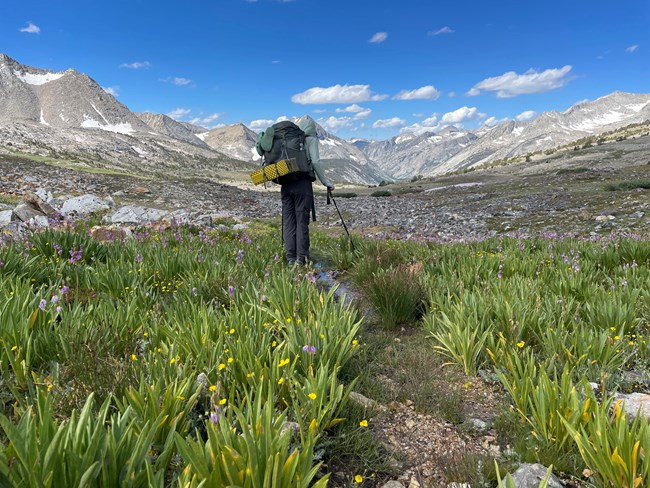 Backpacker hikes through green, wild-flower strewn landscape toward rugged mountains in distance.