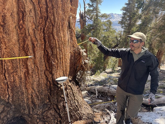 Scientist holds a diameter measuring tape in one hand and is stretching it around the trunk of a large pine to measure its diameter.