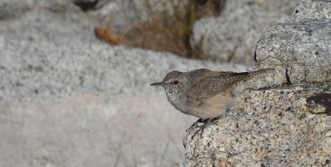 Rock wren perched on granite rock