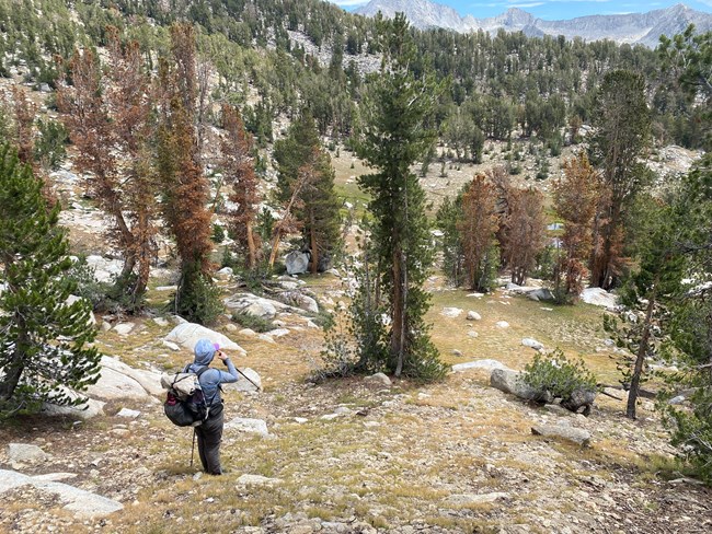 A person wearing field clothes and a pack stands on a slope observing scattered dead and live whitebark pine trees below her.