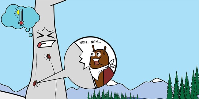 Bark beetles munch on whitebark pine. Cartoon shows a whitebark pine tree frowning as beetles crawl up its trunk and one enlarged one wears a bib and says "Nom...nom..." as it eats its way through the layer of wood under the tree's bark.