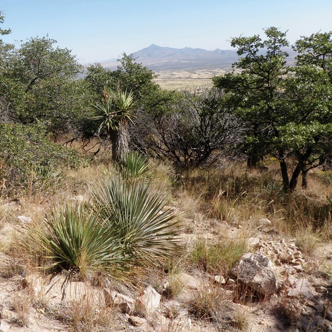 Yucca plants and trees on rocky desert mountain hillside