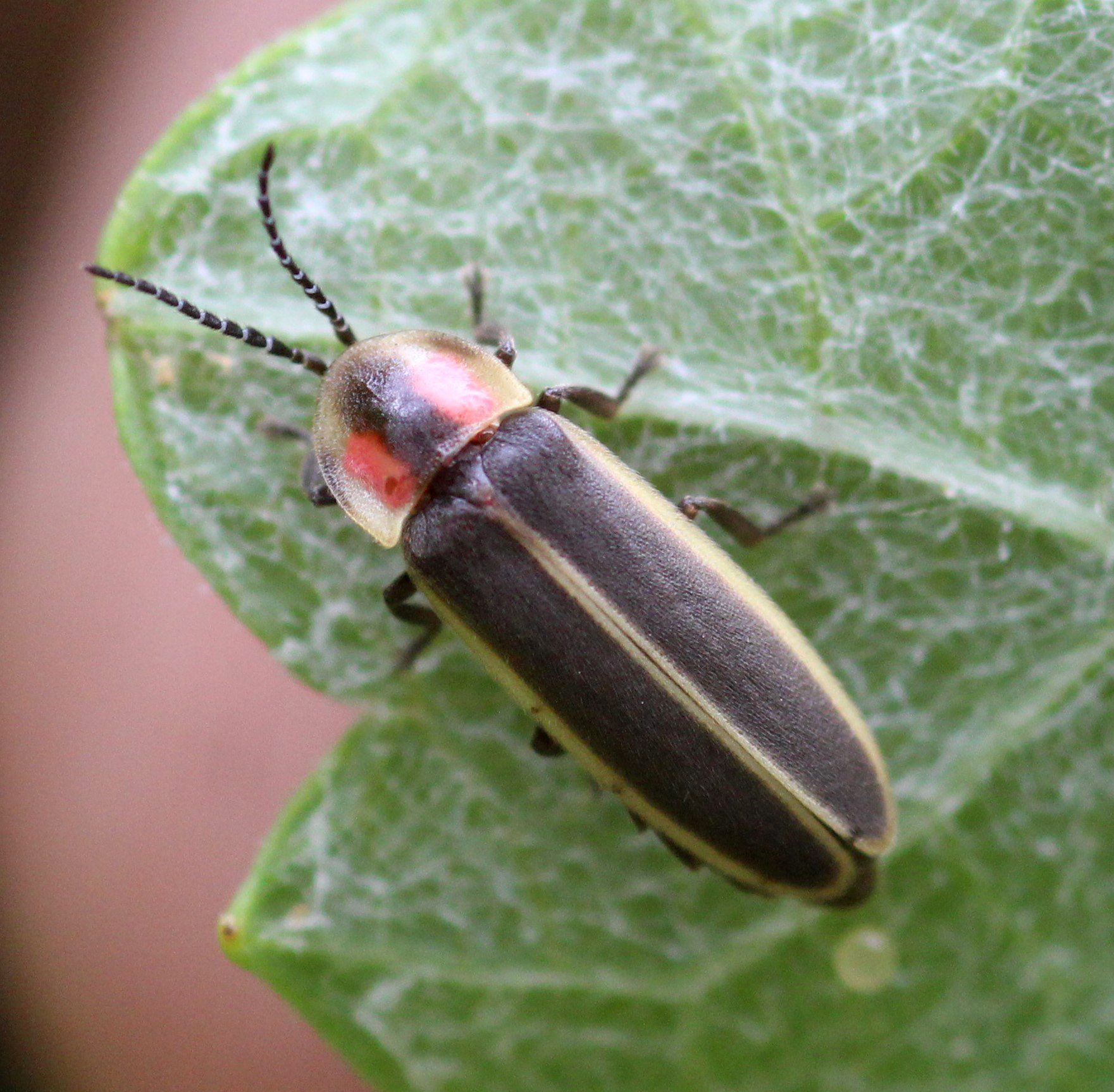 Firefly on leaf