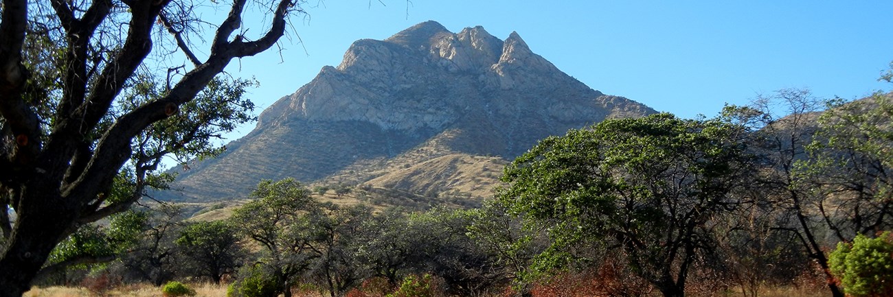 Desert mountain rises against blue sky, tree and road in foreground