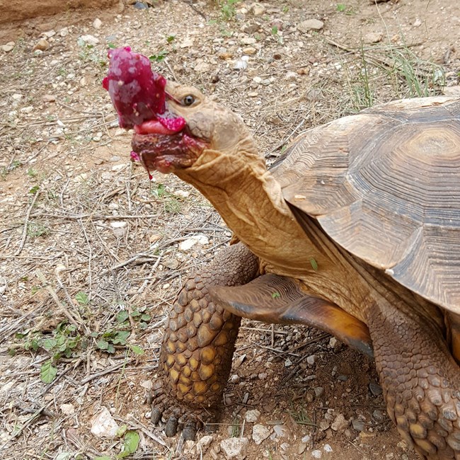 Desert tortoise at DRLC