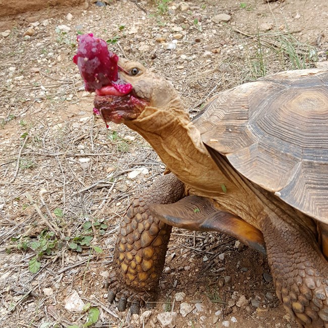 Desert tortoise at DRLC Desert tortoise at DRLC