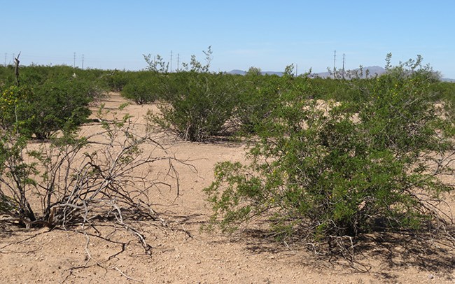 Landscape of uniform green shrubs