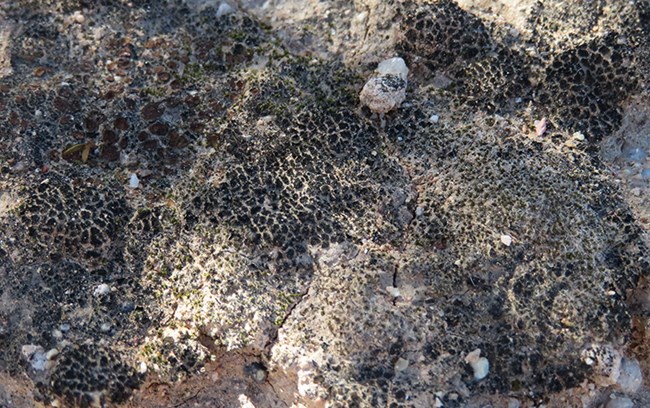 Black lichen on soil