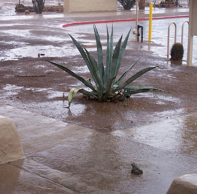 Rain outside visitor center with large succulent and toad