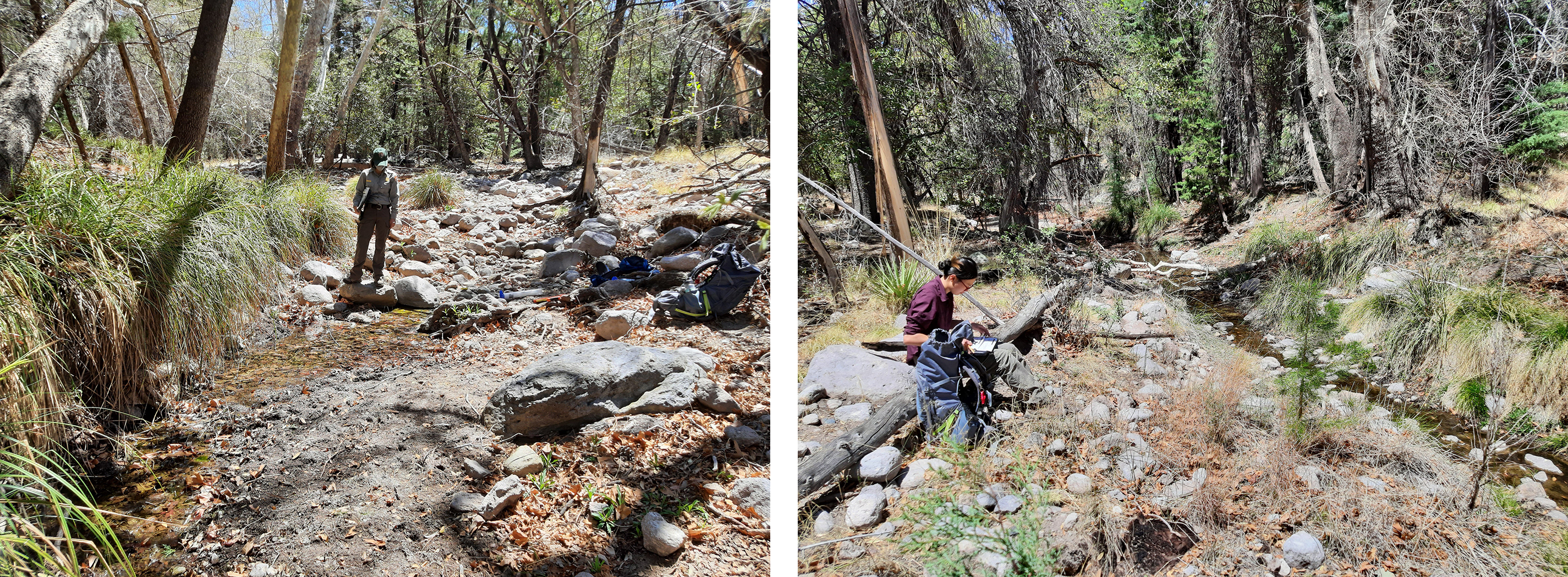 Silver Spur Spring. Silver Spur Spring.