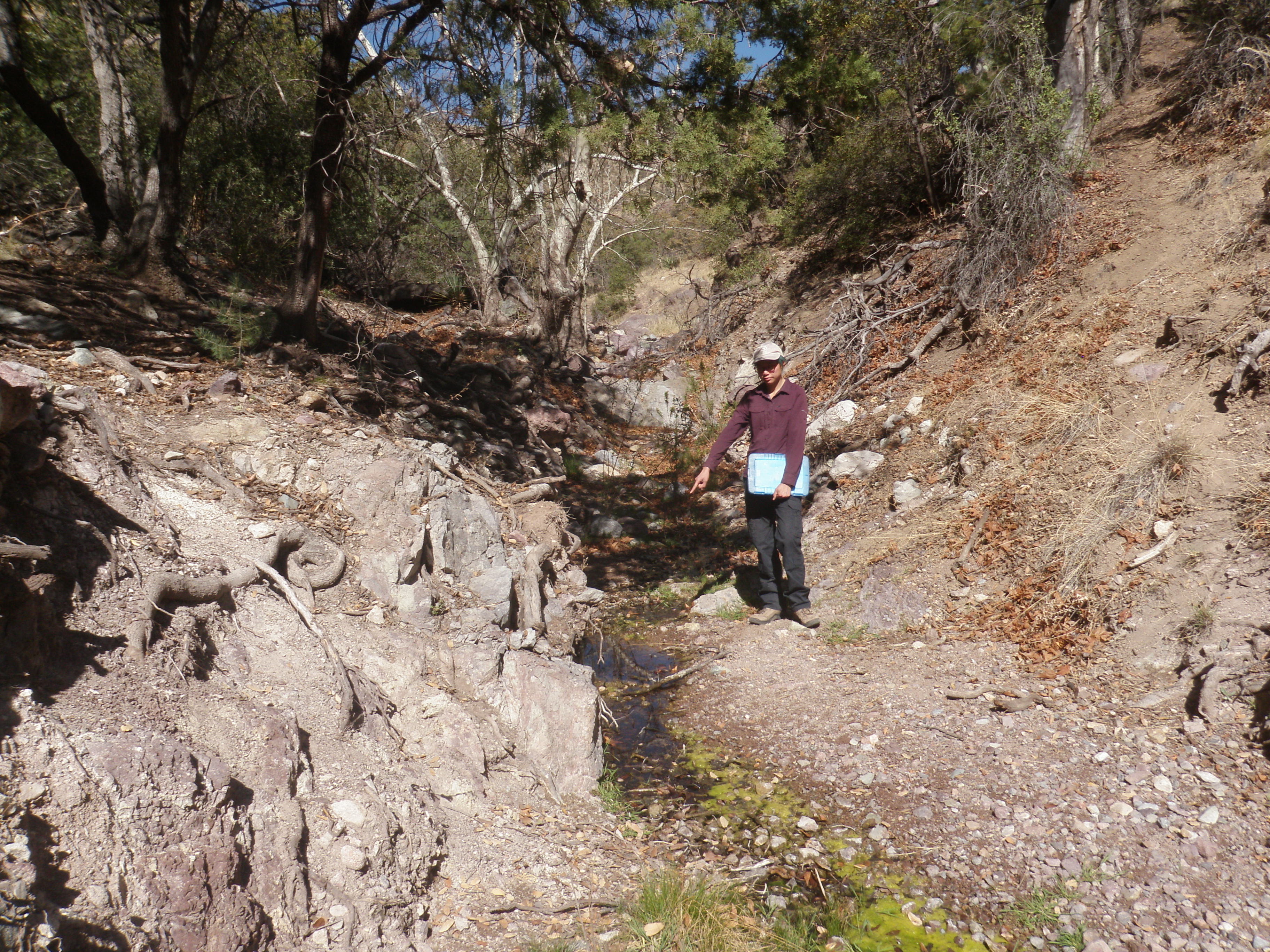 Person stands pointing down at small emergent stream in riparian area.