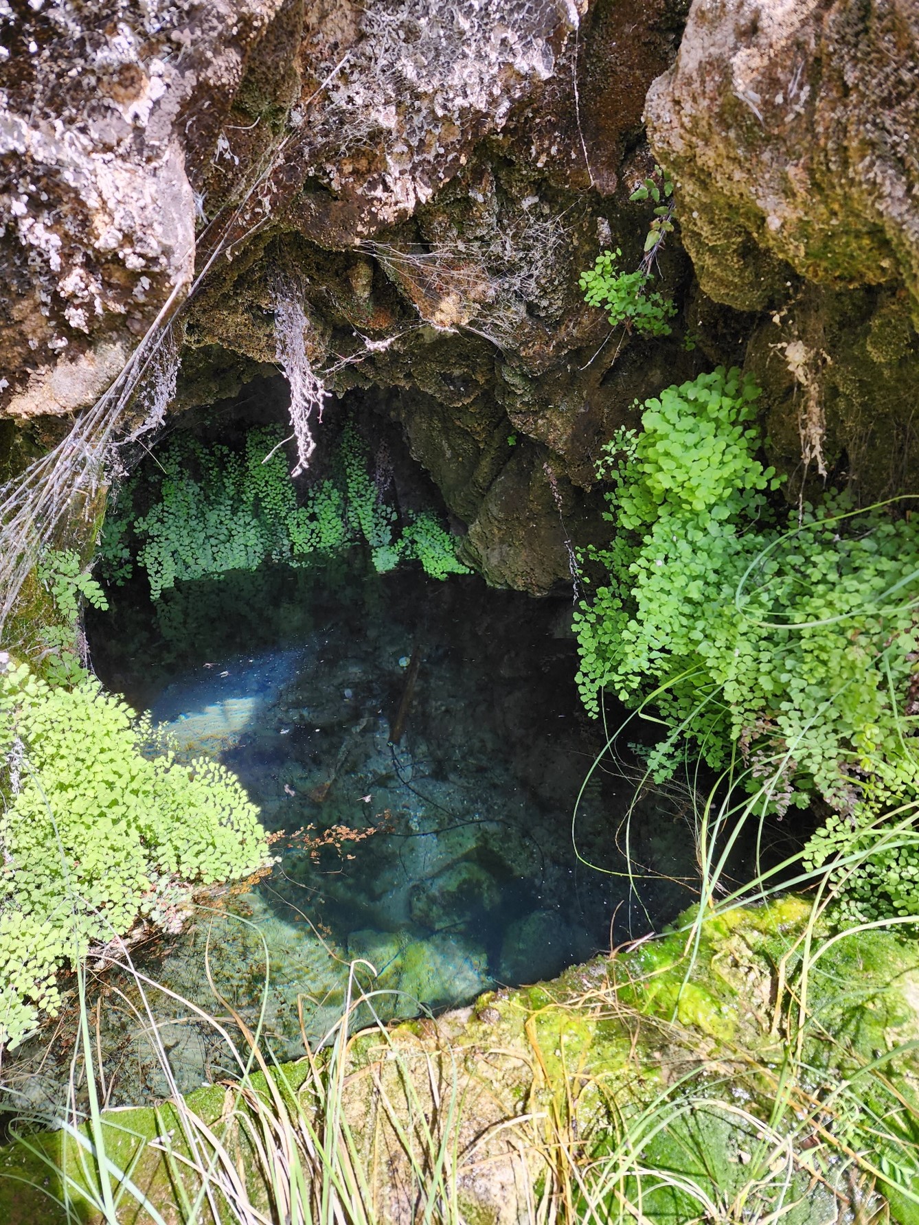 Clear pool surrounded by lush green vegetation and mossy ledge.