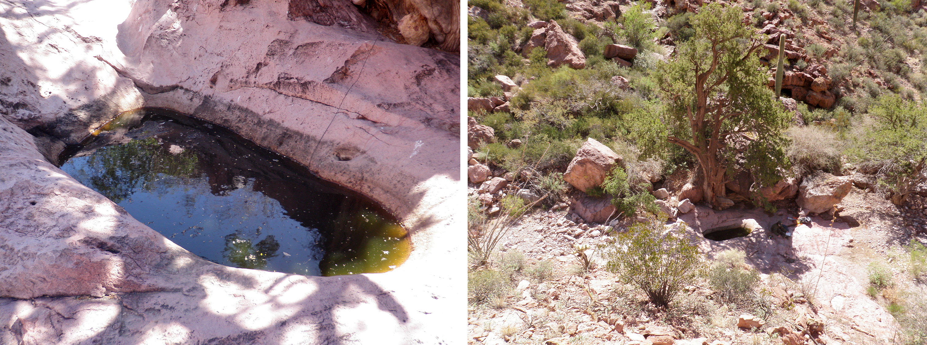 Two photos. At left, an opaque green pool in pink bedrock. At right, a view of the area from above. A tall deciduous tree grows next to the pool in a rocky desert landscape.