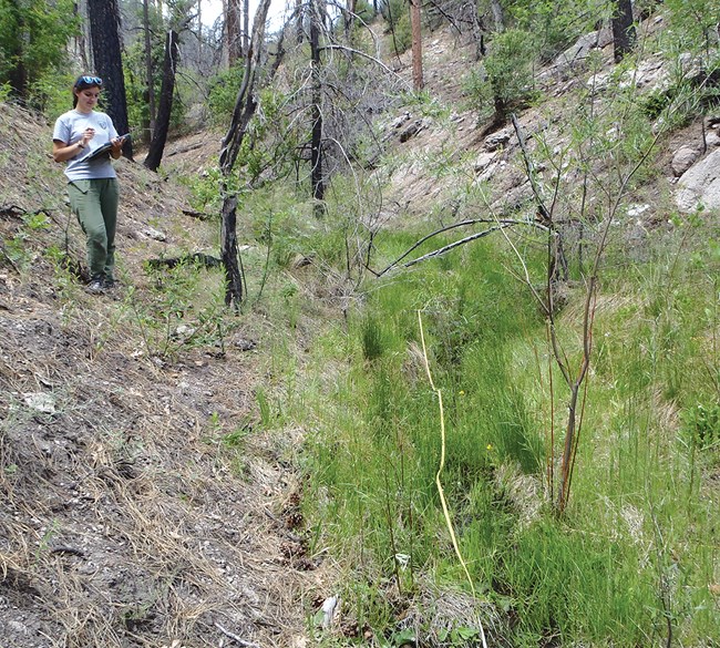 Woman stands near a line of riparian vegetation marked with transect tape.
