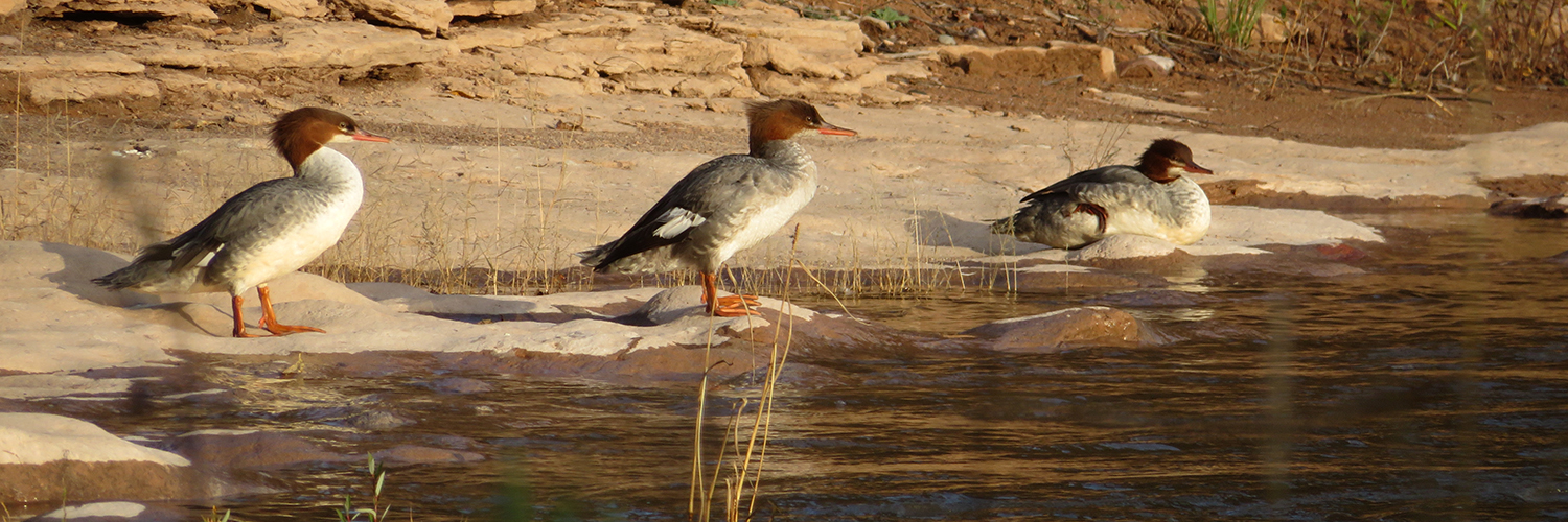 Three female common mergansers stand at water's edge.