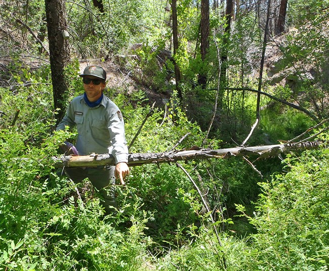 Man stands in thickly foliated riparian area, pointing down at an opening in the plant cover.
