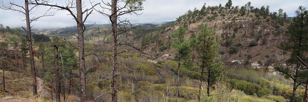 View looking down a hillside of shrubs and trees. Tall burnt trees are prominent in the foreground.