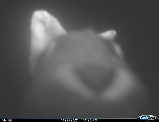 Close-up black and white photo of a rabbit's nose