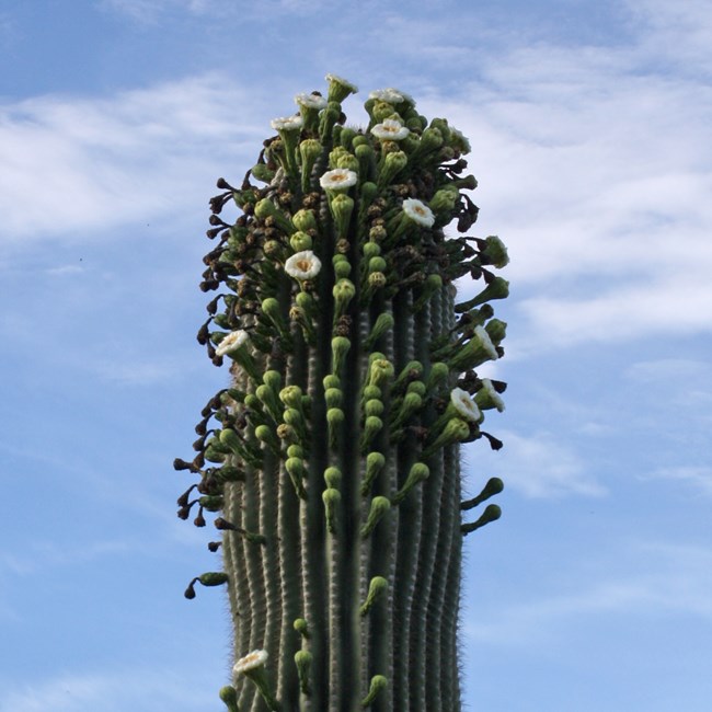 Top of saguaro covered in flowers that also grow down the sides