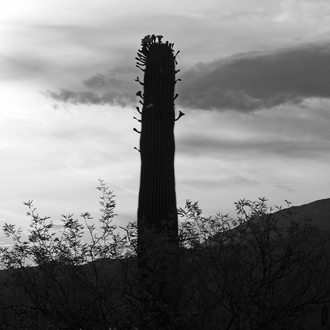 Saguaro with many blooms backlit against the sun