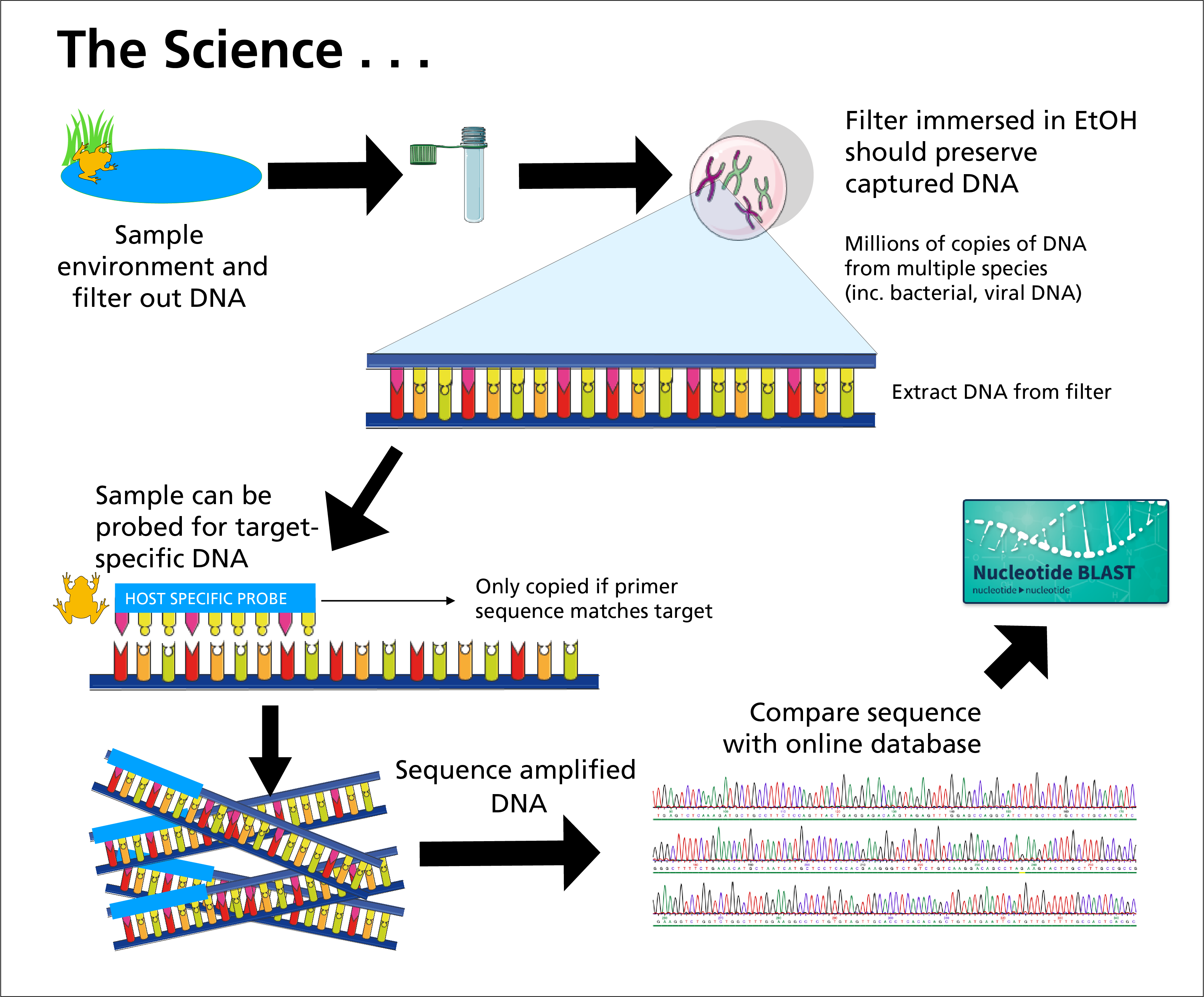 Flow chart of the eDNA process from sampling to sequencing as described in this article. Flow chart of the eDNA process from sampling to sequencing as described in this article.