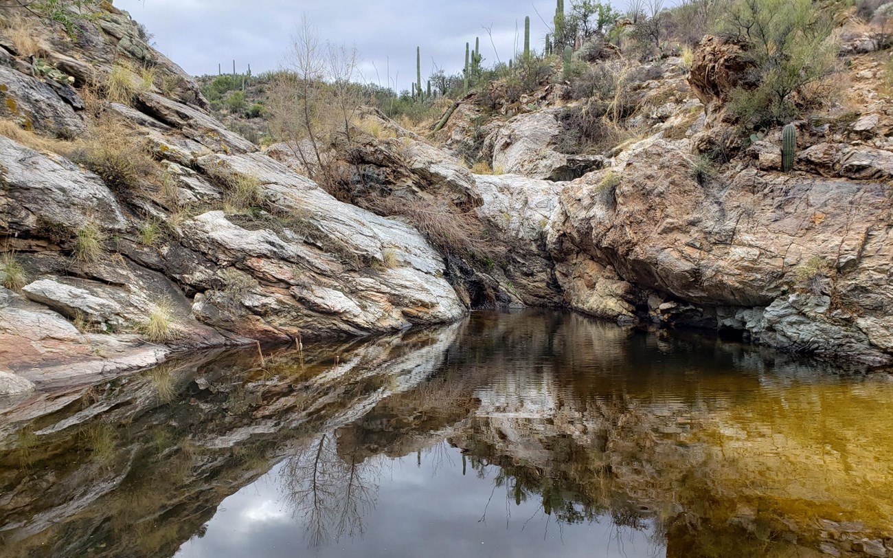 Wildhorse Tinaja Large bedrock pool reflecting rock and cacti
