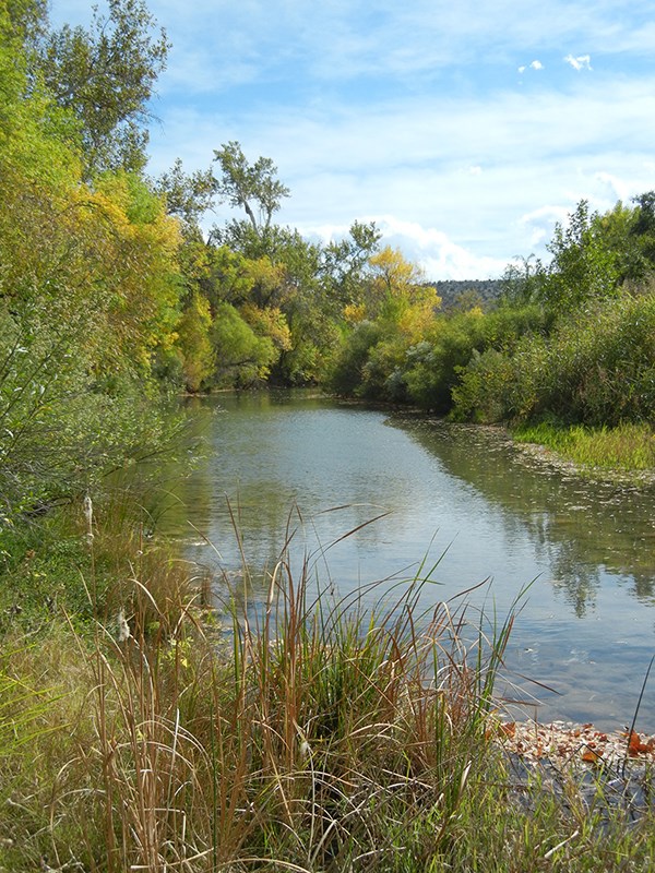 Creek flowing through riparian area