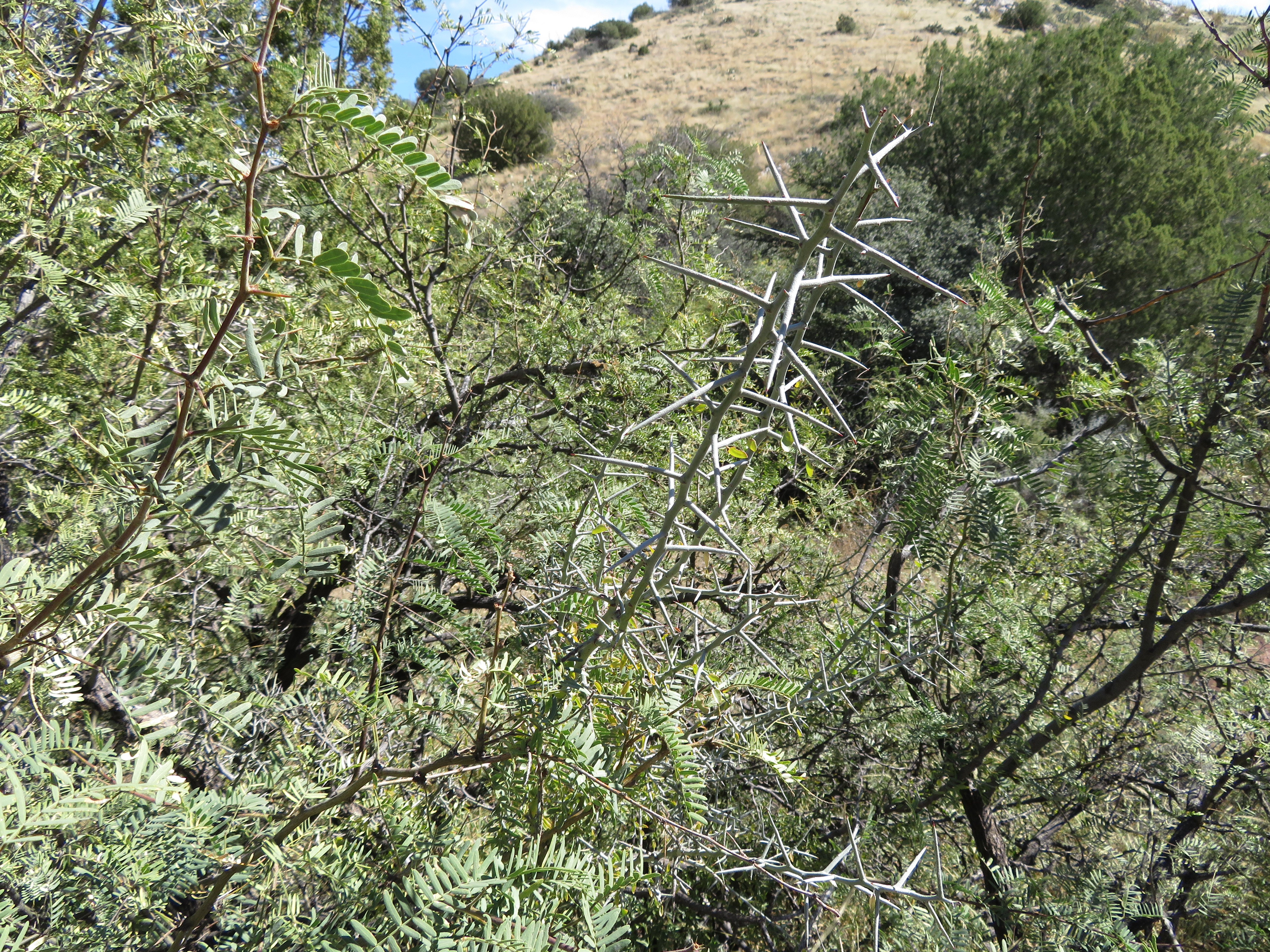 mesquite.
