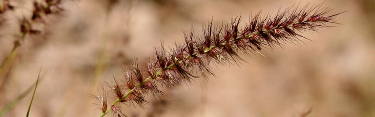 buffelgrass