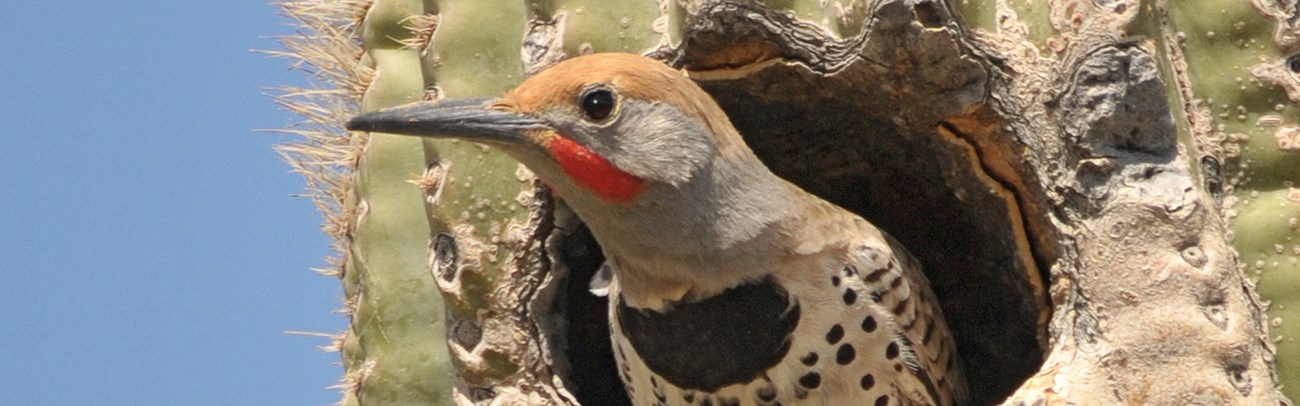 Gilded flicker