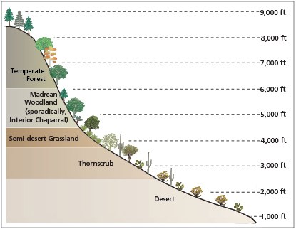 Life zones of Sonoran Desert Network parks